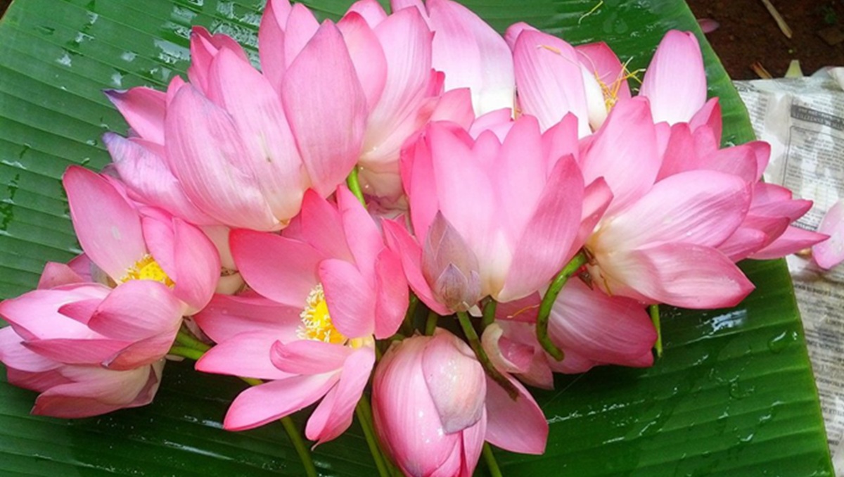 Reglas generales sobre el uso de flores en pujas