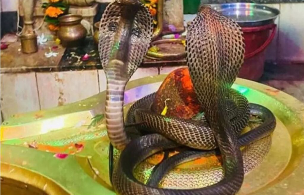 ¿Qué es Nag Panchami y Por Qué se Celebra? Significado, Tradición y Devoción a las Serpientes Sagradas