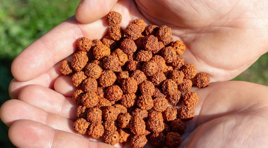 ¿Qué es un Rudraksha? Significado Espiritual, Tipos y Beneficios en el Hinduismo
