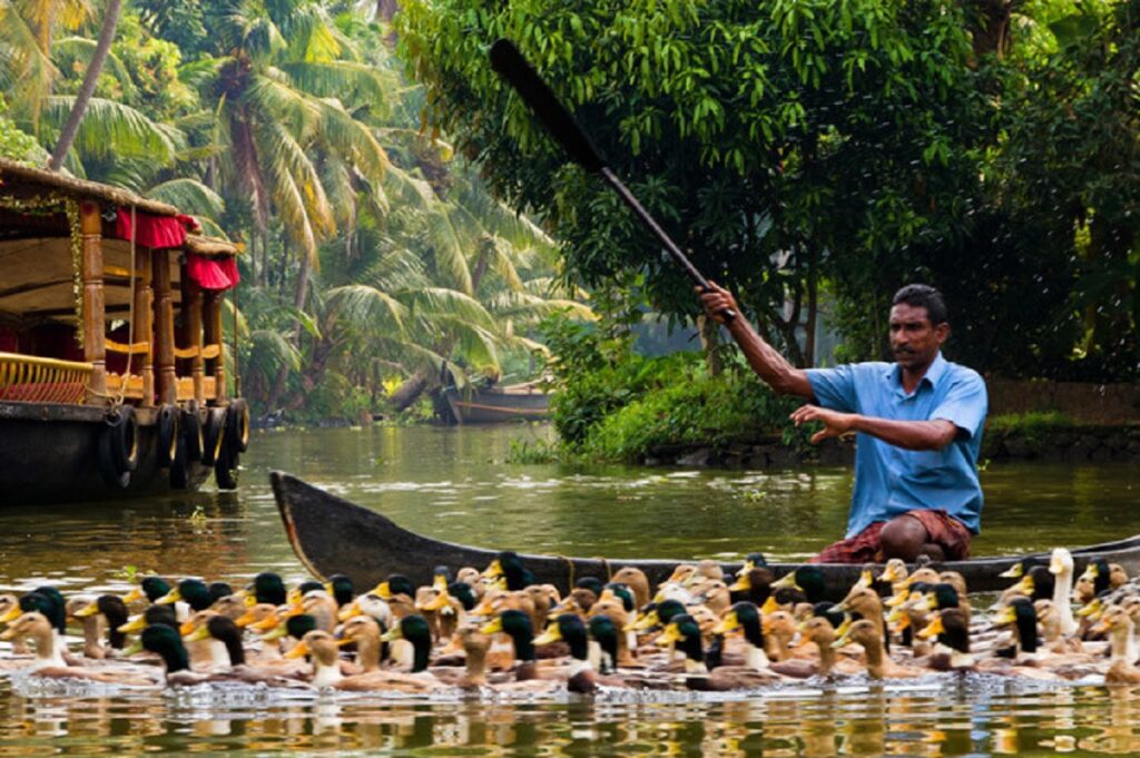 Cómo explorar lo mejor de Kerala en 7 días