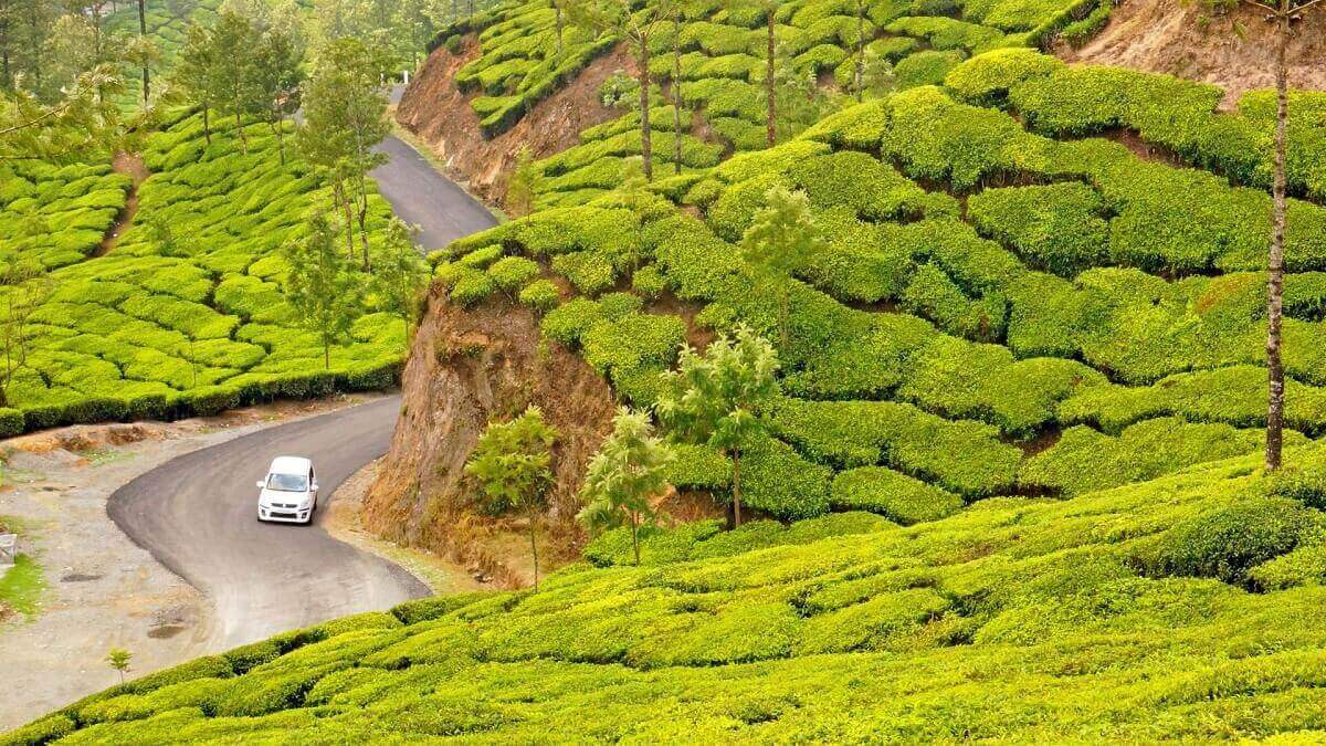 Caminata por plantaciones de té en Munnar