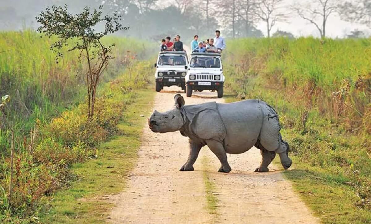 ¿Cómo llegar a Kaziranga desde India y Latinoamérica?