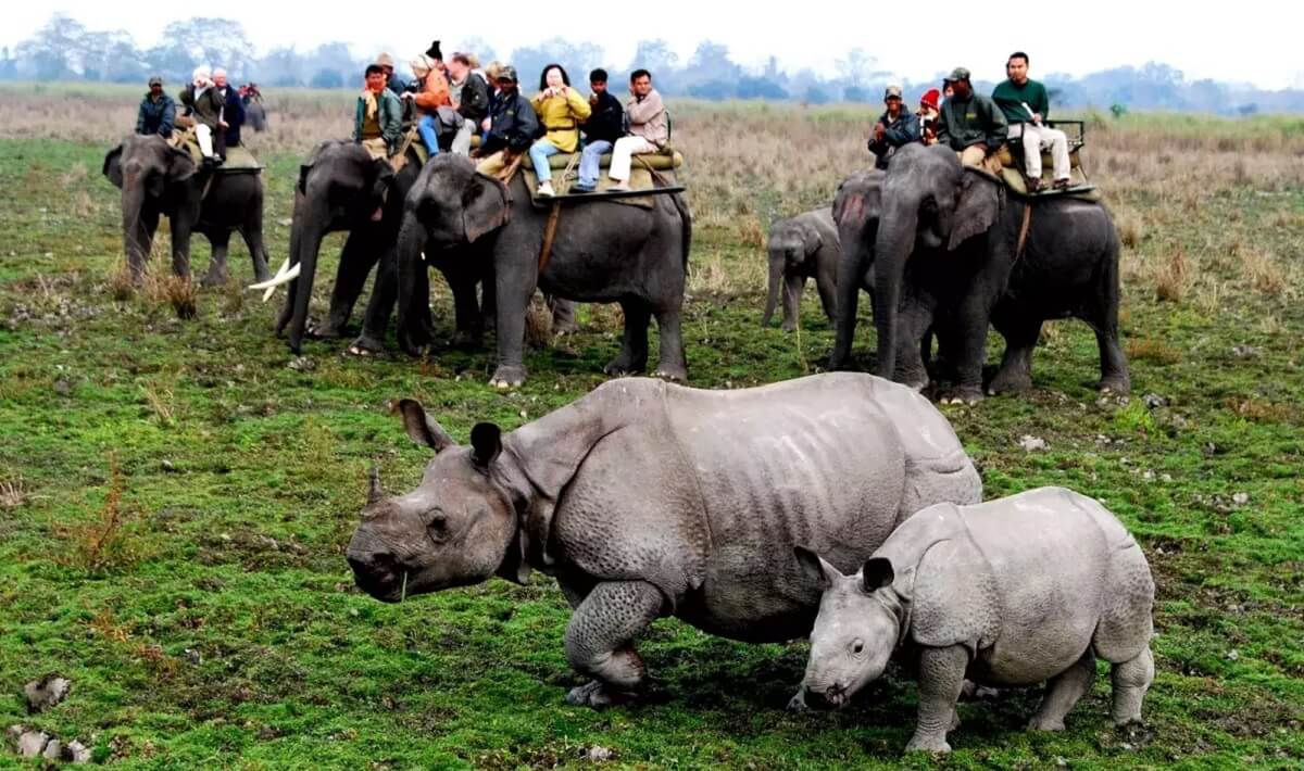 ¿Qué actividades adicionales se pueden hacer cerca de Kaziranga?