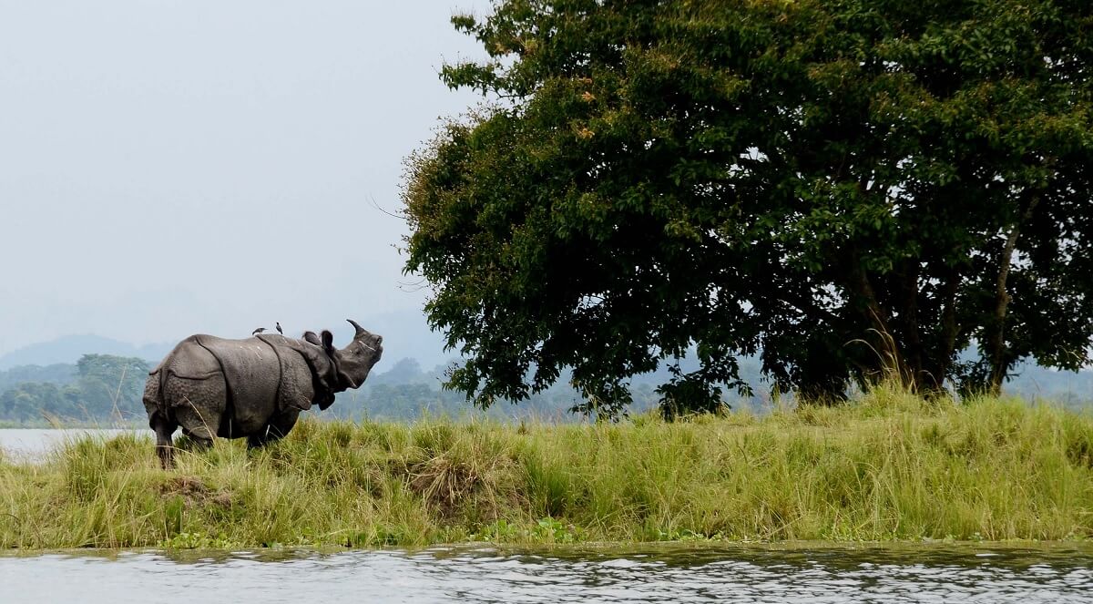 ¿Qué animales se pueden ver en Kaziranga?