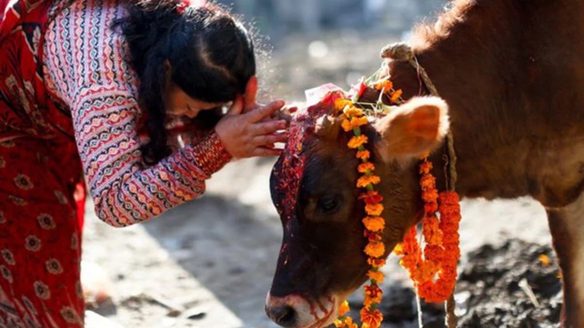 Festivales dedicados a la vaca en India
