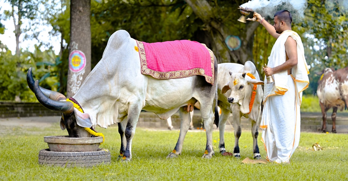 Significado espiritual: Gau Mata, pureza y panchagavya
