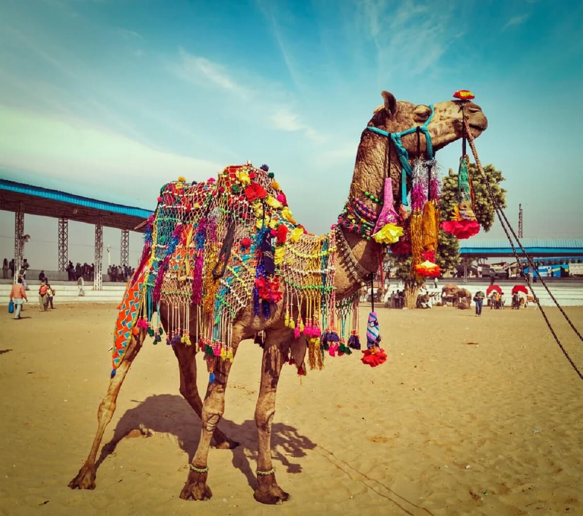 Pushkar Camel Fair – La feria de camellos más famosa del mundo