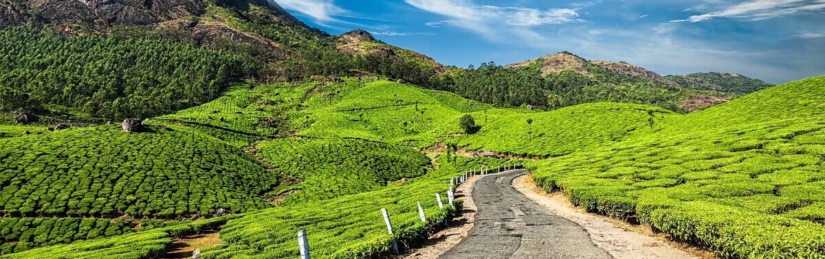 Ruta naturaleza + espiritualidad en Kerala (Cochin – Munnar – Alleppey – Kovalam)