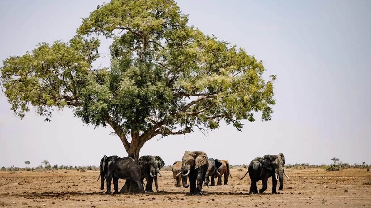 Resumen del clima en India en mayo