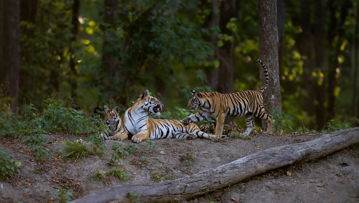 Qué hacer en Kanha además del safari