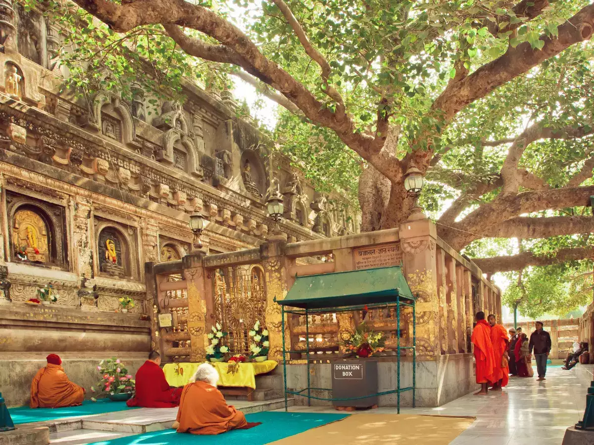 Bodh Gaya Bodhi Tree