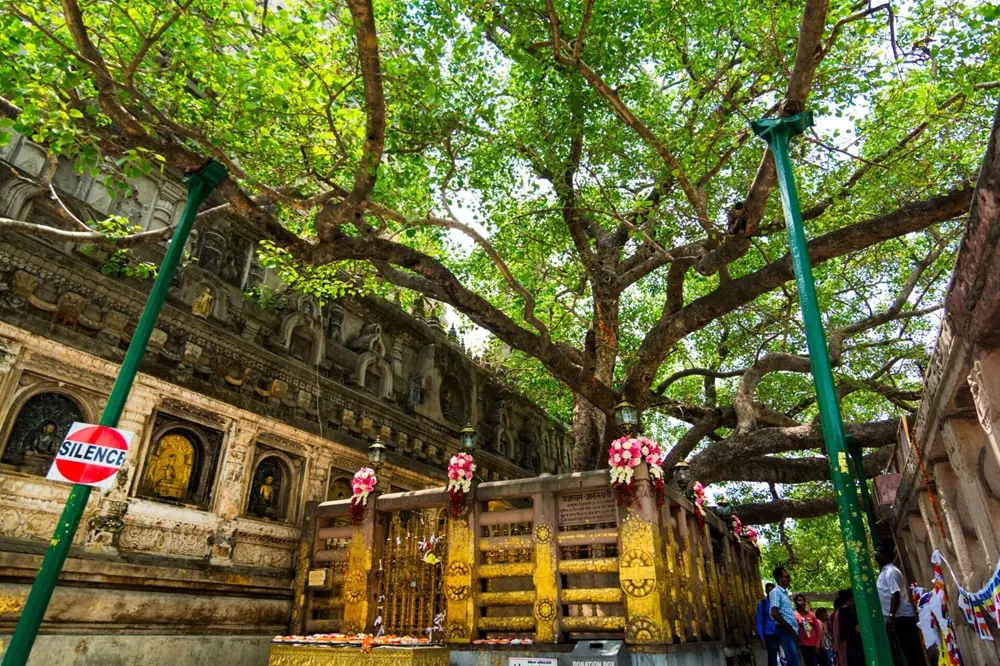 bodhi tree bodh gaya