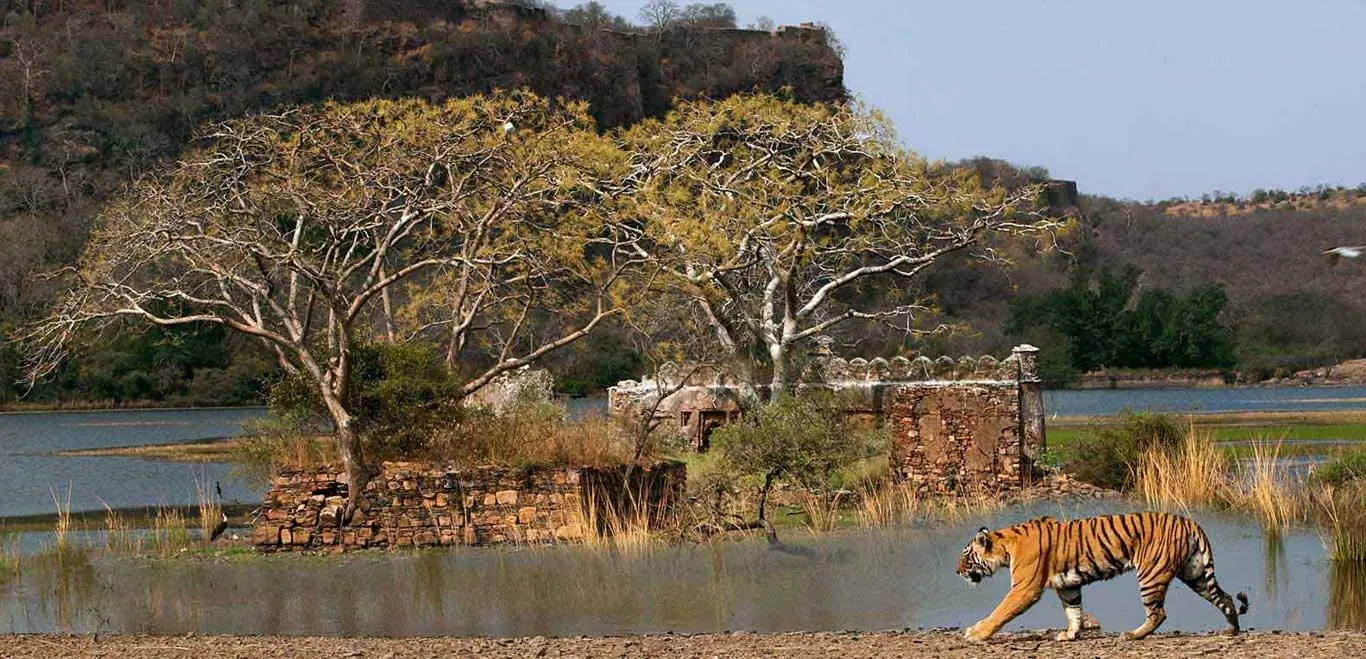 Ranthambore 